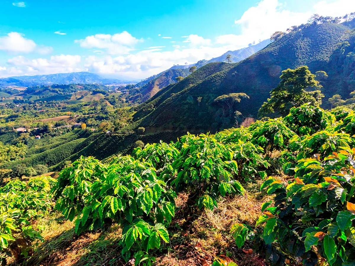 perche il caffe colombiano e cosi famoso